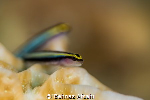 Goby Fish, the Dental Hygienist of the Seas ! These two l... by Behnaz Afsahi 